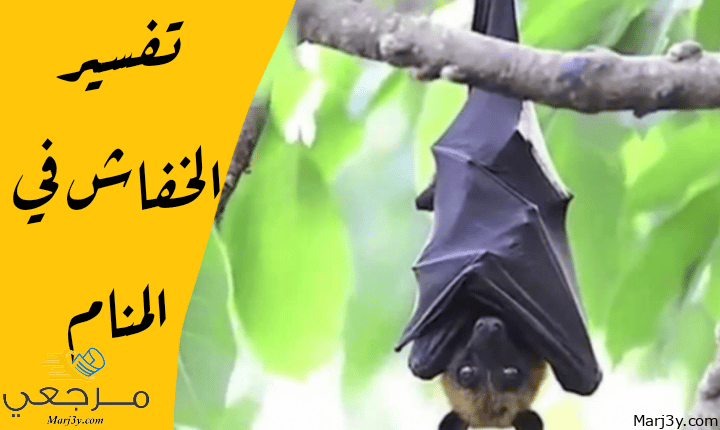 الخفاش في المنام