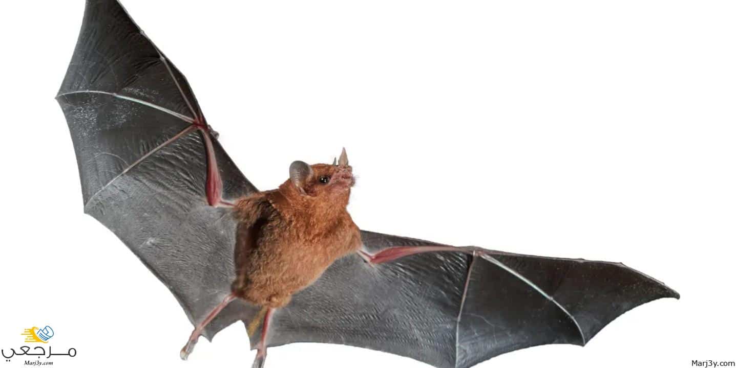 تفسير الخفاش في المنام