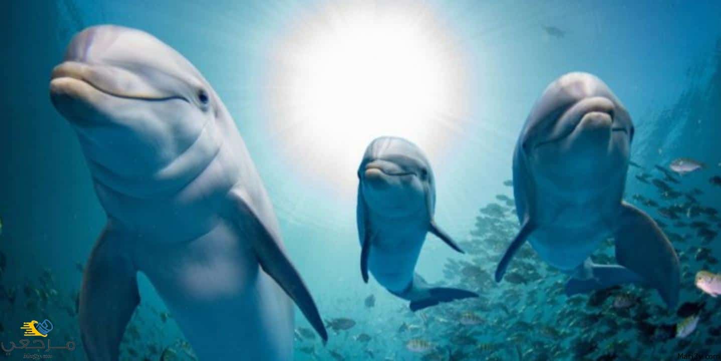 تفسير الدلفين في الحلم