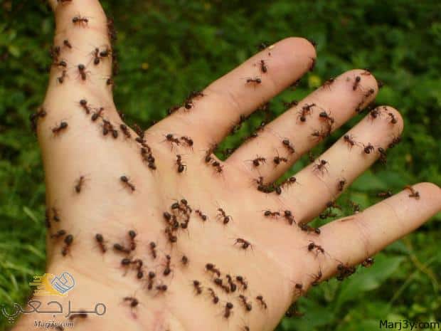 دواء الجرب للنمل