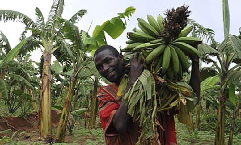 دراسة جدوى زراعة الموز في السودان